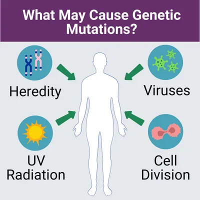Genetic mutations may be inherited, they may occur randomly as cells divide, or they may result from other factors such as contracted viruses or exposure to harmful environmental elements.