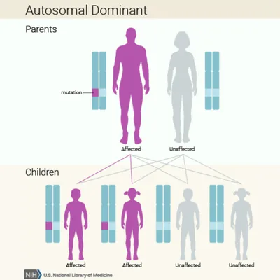 Autosomal dominant is an inheritance pattern of some genetic diseases. A child only needs to inherit a copy of the mutated gene from one biological parent to be affected.